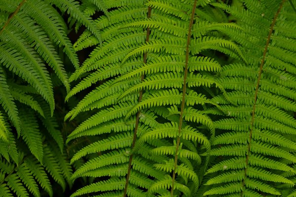 Vivez une Expérience Privilégiée et Inoubliable dans les Parcs d'Attraction